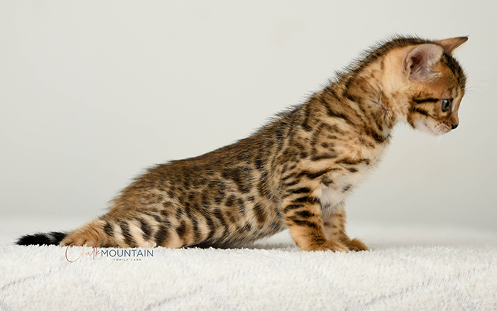 Bengal kitten for sale